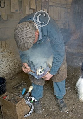 Horse Shoeing DM1388